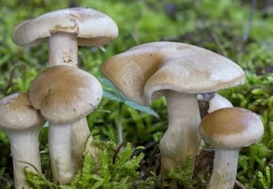 चितवनमा जंगली च्याउ खाँदा १ जनाको मृत्यु, २ गम्भीर