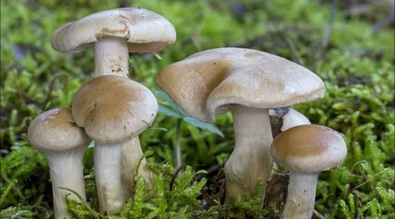 चितवनमा जंगली च्याउ खाँदा १ जनाको मृत्यु, २ गम्भीर