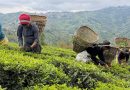 सधैं भारतीय अल्झाेमा नेपाली चिया निर्यात
