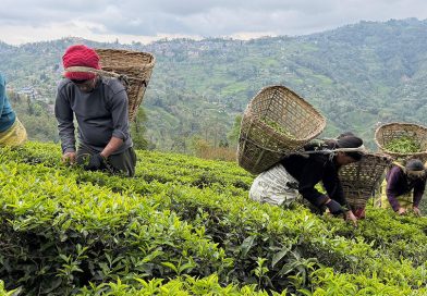 सधैं भारतीय अल्झाेमा नेपाली चिया निर्यात