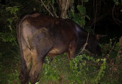 बेशिशहर सडक खण्डमा गोरु बोकेको पिकअप दुर्घटना,सहचालक पक्राउ चालक फरार बेशिशहर सडक खण्डमा गोरु बोकेको पिकअप दुर्घटना,सहचालक पक्राउ चालक फरार